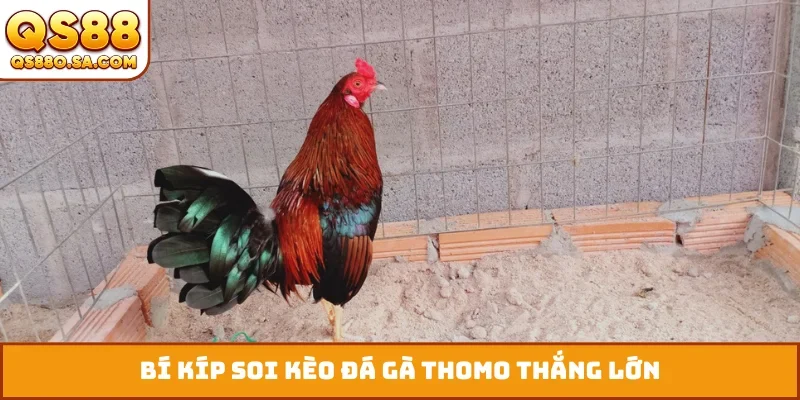 Bí kíp soi kèo đá gà Thomo thắng lớn