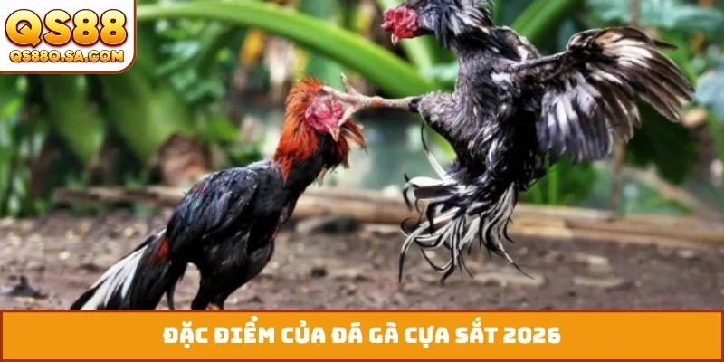 Đặc điểm của đá gà cựa sắt 2026
