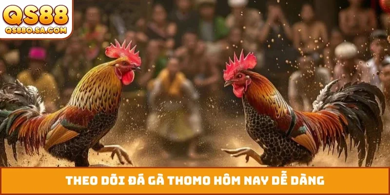 Theo dõi đá gà Thomo hôm nay dễ dàng