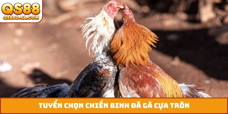 Tuyển chọn chiến binh đá gà cựa tròn